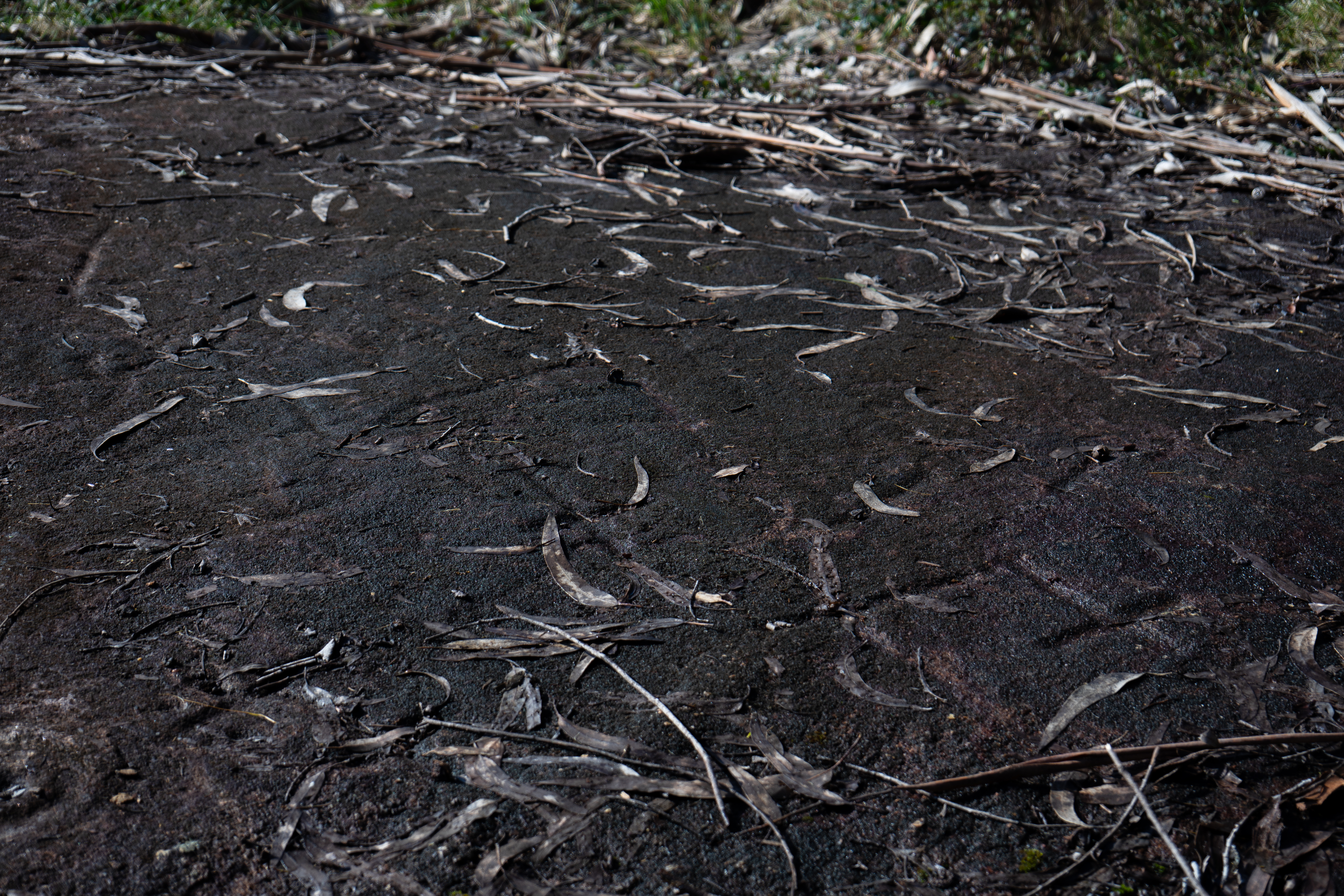 Petróglifos A Foxa Vella