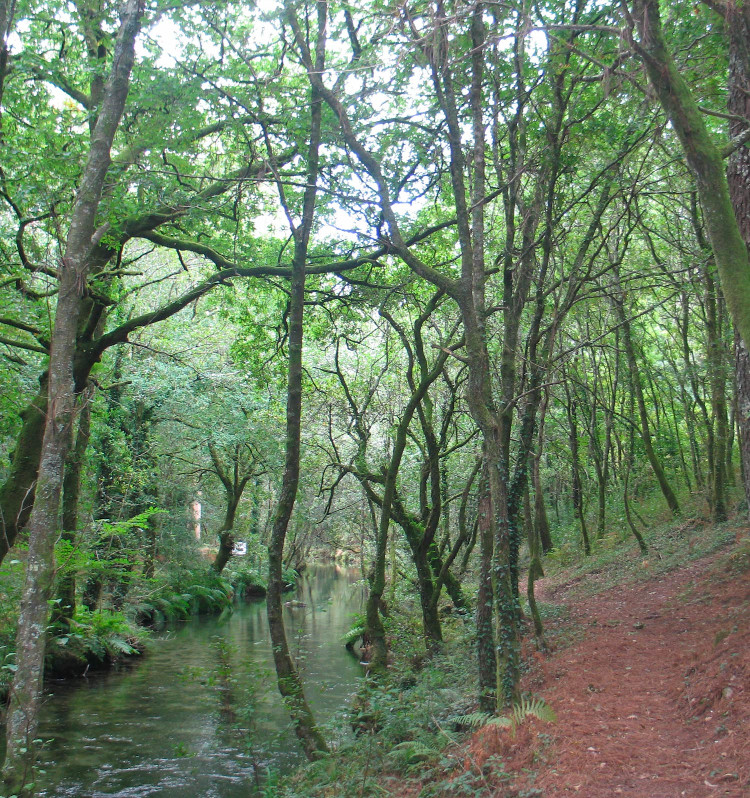 Sendeiro ambiental do río Té